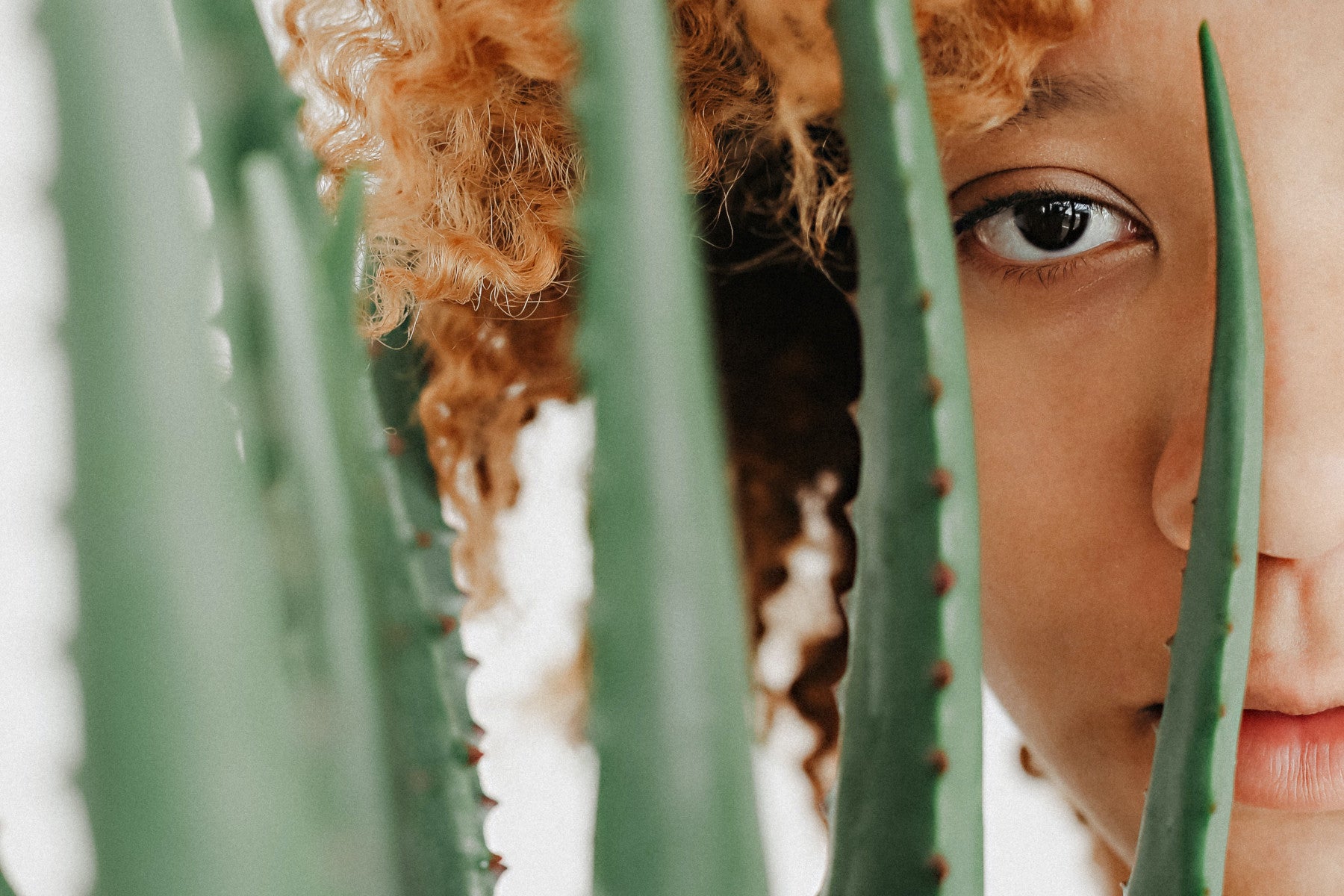Aloe vera: Multitalent zur Feuchtigkeitspflege von Afrohaaren und Lock   MAKA